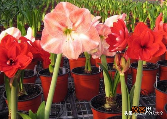 朱顶红很鲜艳,在家里怎么养呢？