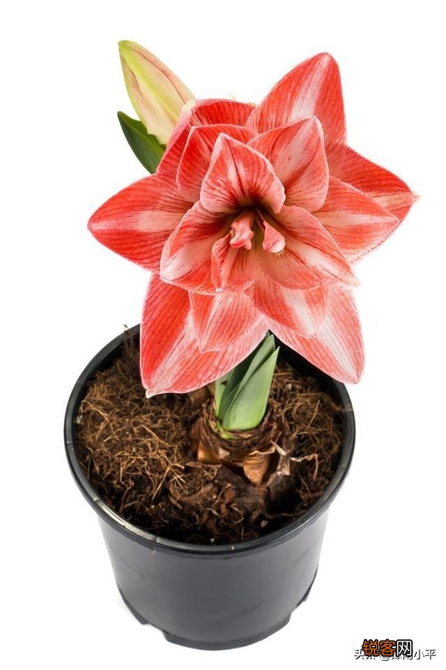 朱顶红很鲜艳,在家里怎么养呢？