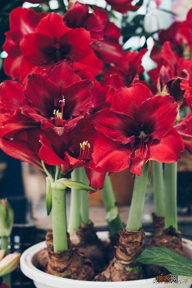 朱顶红很鲜艳,在家里怎么养呢？