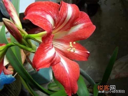 朱顶红很鲜艳,在家里怎么养呢？