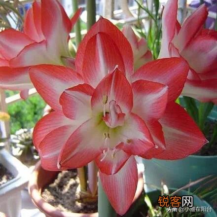 朱顶红很鲜艳,在家里怎么养呢？