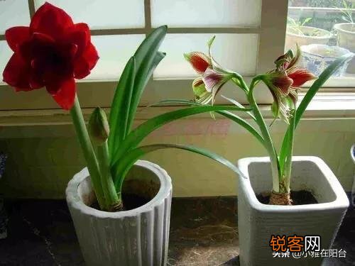 朱顶红很鲜艳,在家里怎么养呢？