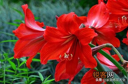 朱顶红很鲜艳,在家里怎么养呢？