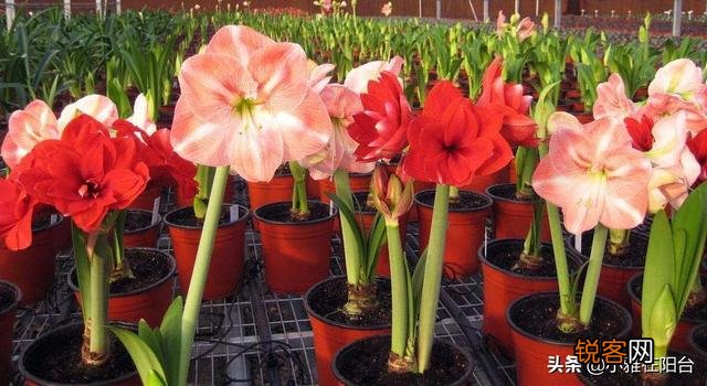 朱顶红很鲜艳,在家里怎么养呢？