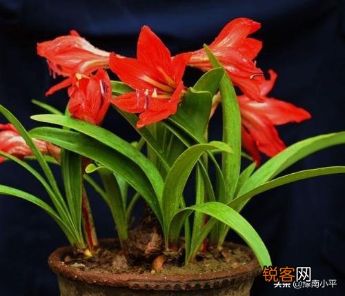 朱顶红很鲜艳,在家里怎么养呢？