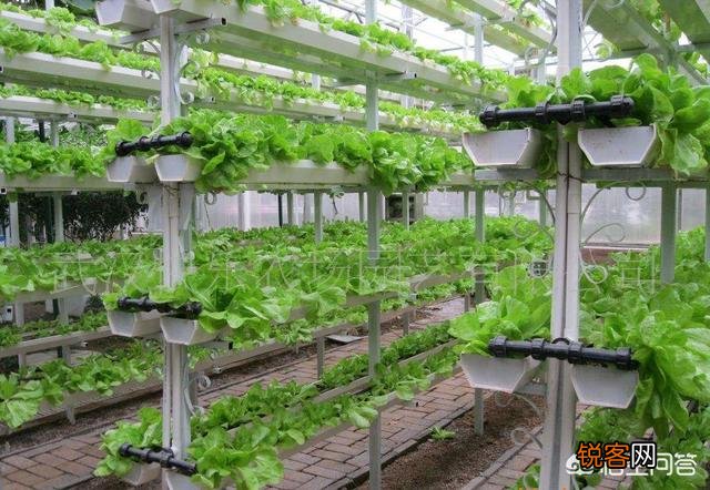 怎么利用没有封闭的阳台种蔬菜？