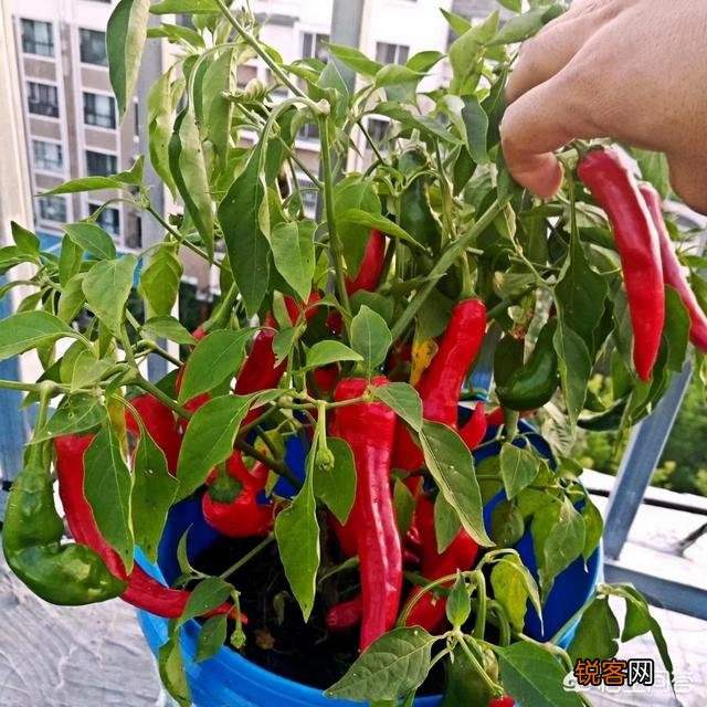 怎么利用没有封闭的阳台种蔬菜？
