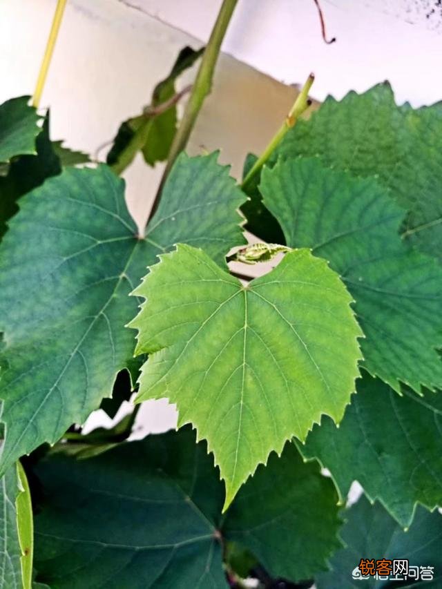 怎么利用没有封闭的阳台种蔬菜？
