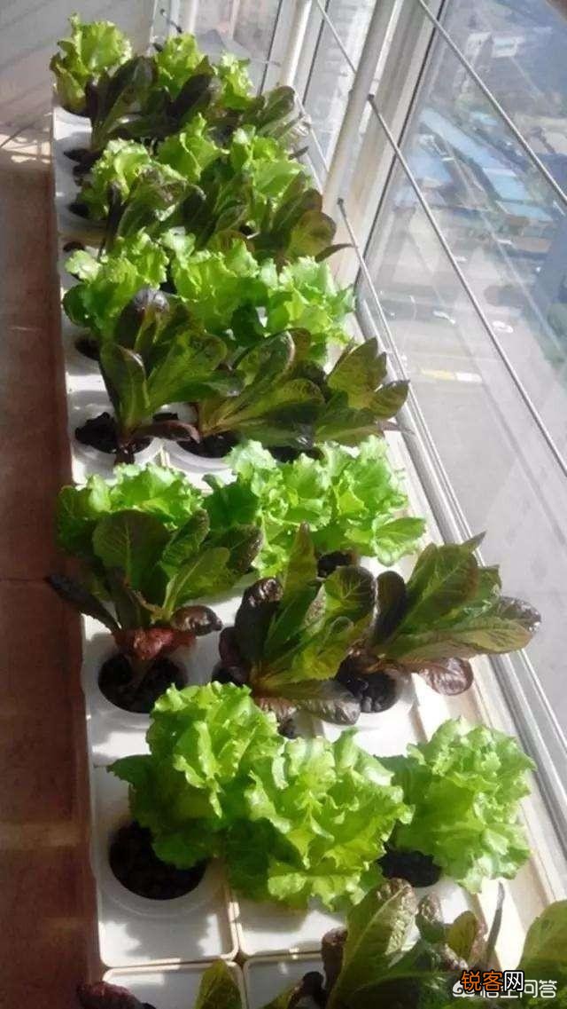 怎么利用没有封闭的阳台种蔬菜？