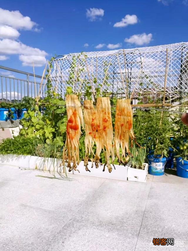 怎么利用没有封闭的阳台种蔬菜？