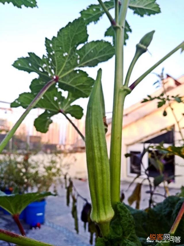 怎么利用没有封闭的阳台种蔬菜？