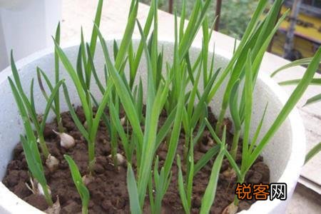 家里种植蒜苗用什么土？应注意什么？