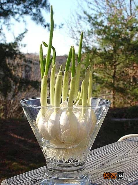 家里种植蒜苗用什么土？应注意什么？