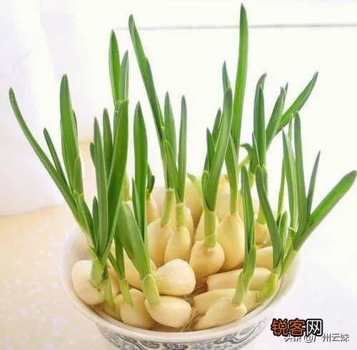 家里种植蒜苗用什么土？应注意什么？