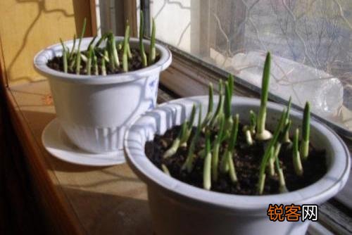 家里种植蒜苗用什么土？应注意什么？