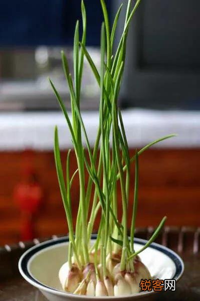 家里种植蒜苗用什么土？应注意什么？