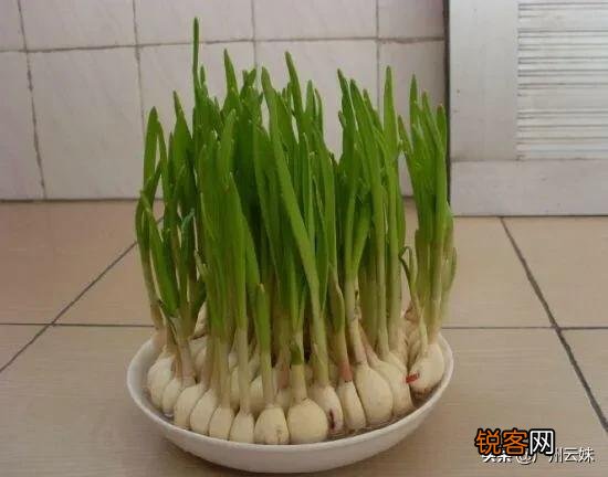 家里种植蒜苗用什么土？应注意什么？