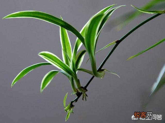 自家阳台种些什么植物好？