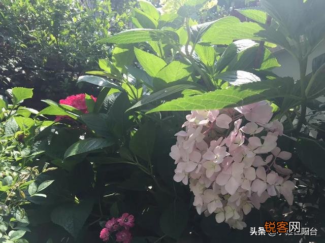 自家阳台种些什么植物好？