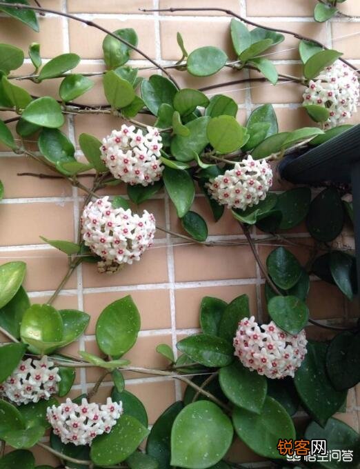自家阳台种些什么植物好？