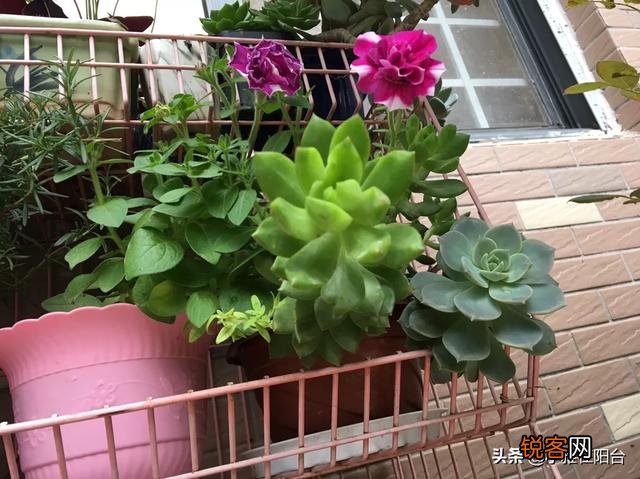 自家阳台种些什么植物好？