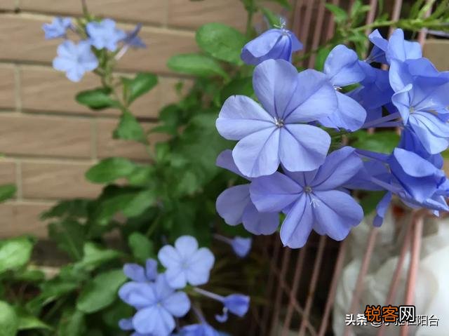 自家阳台种些什么植物好？