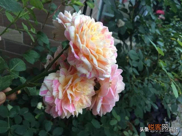 自家阳台种些什么植物好？