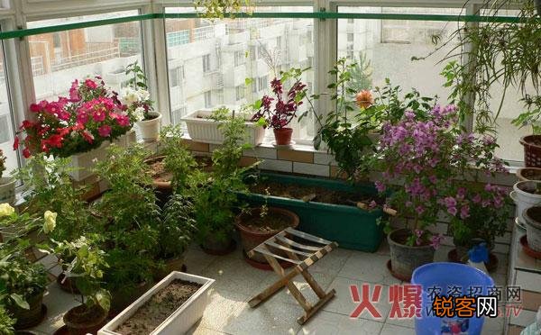 自家阳台种些什么植物好？