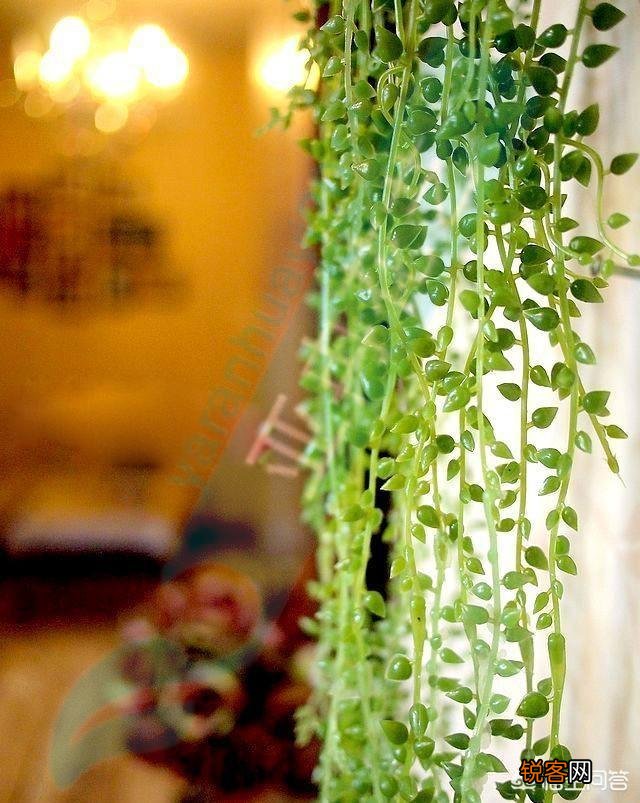 自家阳台种些什么植物好？