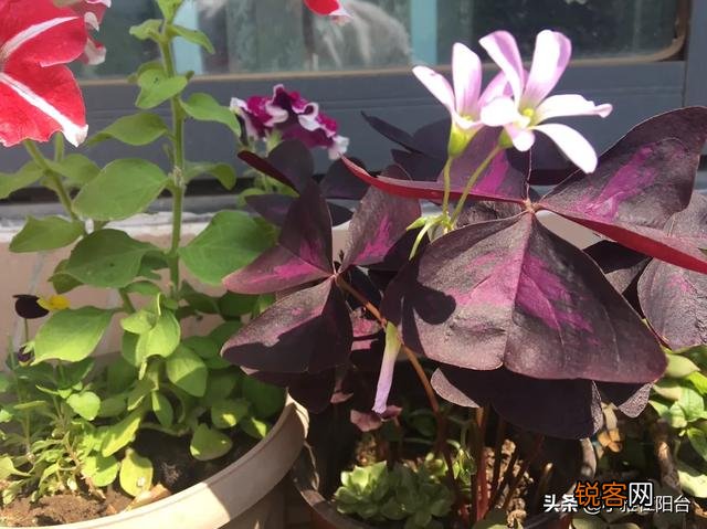 自家阳台种些什么植物好？