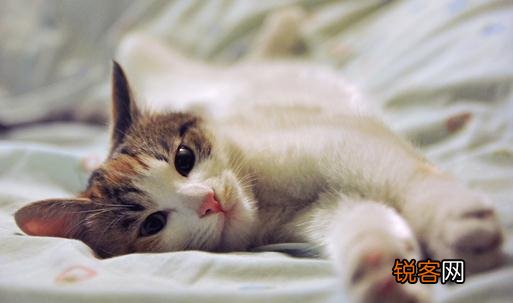 如何照顾好怀孕的猫咪 怎样照顾怀孕的猫咪