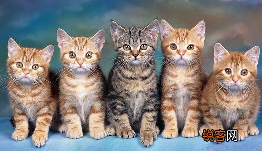 如何抢救新生小猫 新生小猫需关注这四大杀手