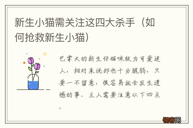 如何抢救新生小猫 新生小猫需关注这四大杀手