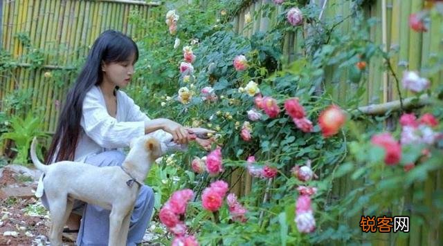 李子柒全球粉丝过亿,想知道李子柒模式可以复制吗？