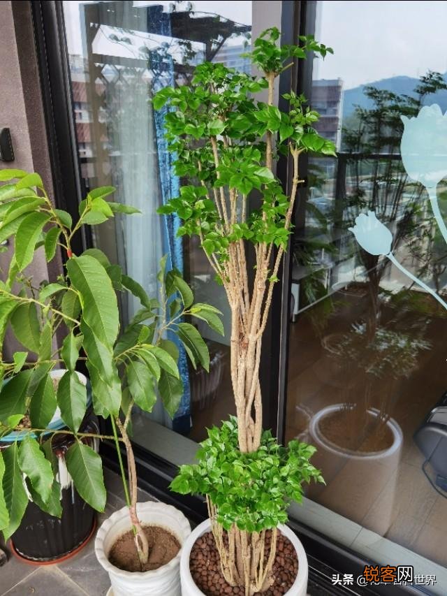 幸福树树干发黑,这是咋了呢？