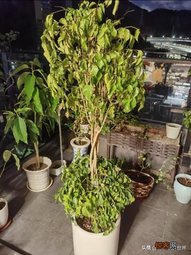 幸福树树干发黑,这是咋了呢？