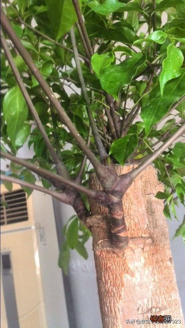 幸福树树干发黑,这是咋了呢？