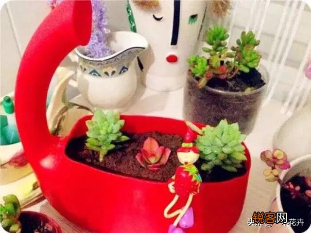 洗衣液桶怎样做花盆？