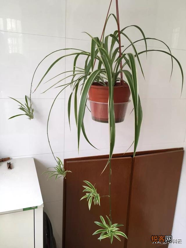 洗衣液桶怎样做花盆？