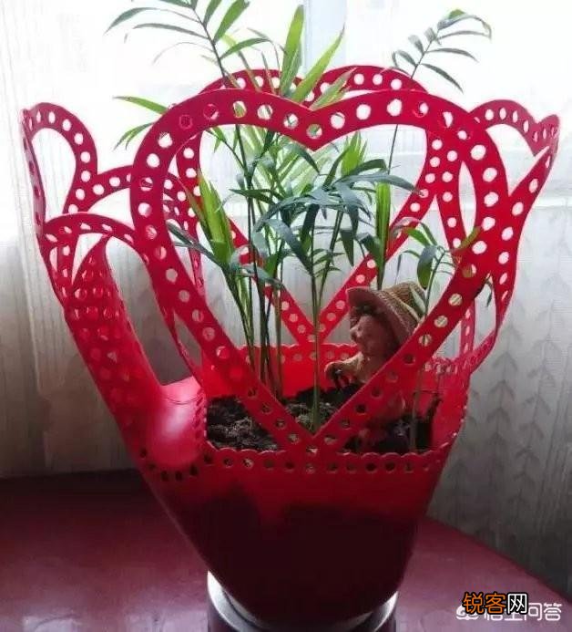 洗衣液桶怎样做花盆？