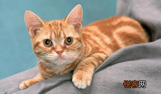 猫咪掉毛有什么解决办法 猫咪掉毛的原因及解决方法