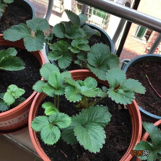 什么样的水果适合盆栽,在阳台种植？