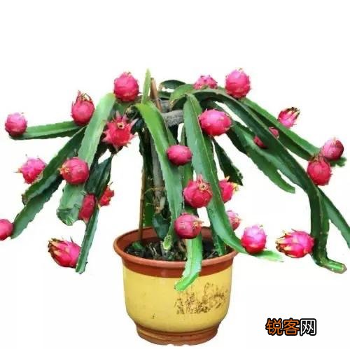 什么样的水果适合盆栽,在阳台种植？