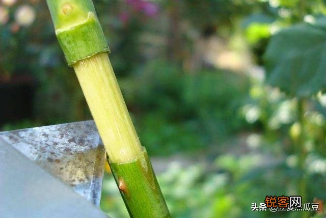 果汁阳台月季可以压枝吗？