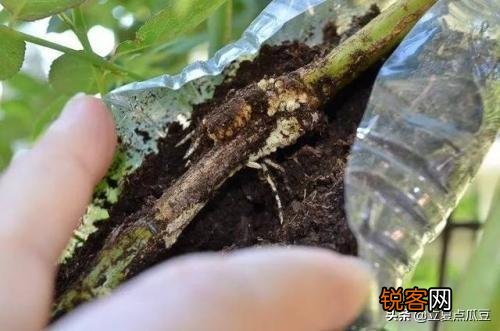 果汁阳台月季可以压枝吗？