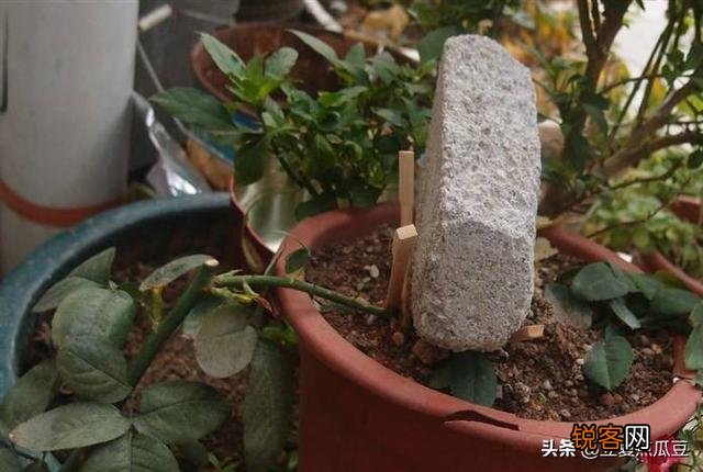 果汁阳台月季可以压枝吗？