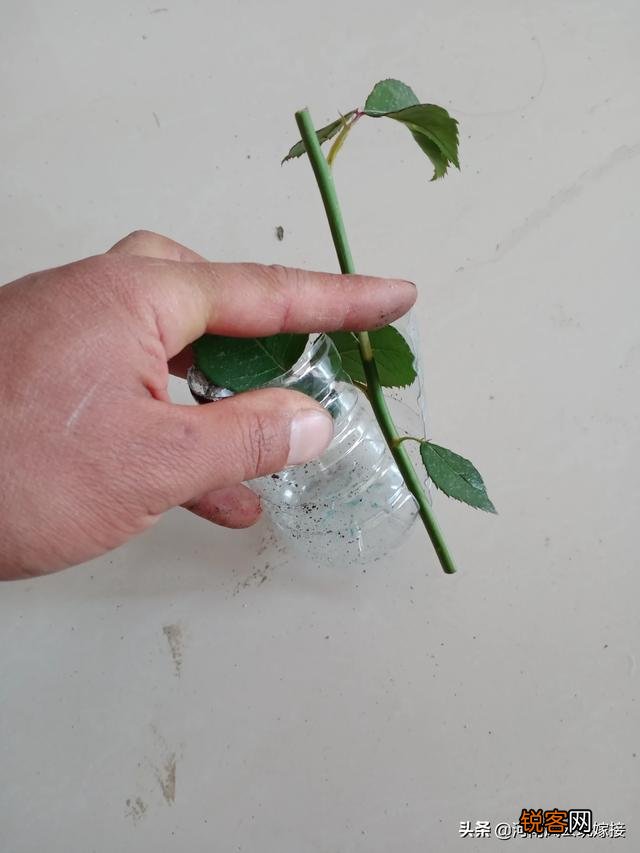 果汁阳台月季可以压枝吗？