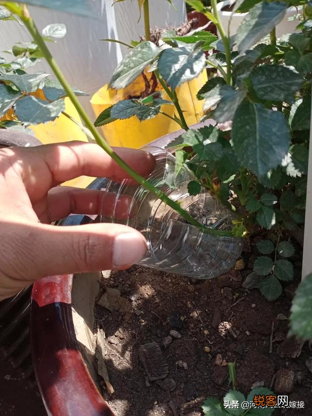 果汁阳台月季可以压枝吗？
