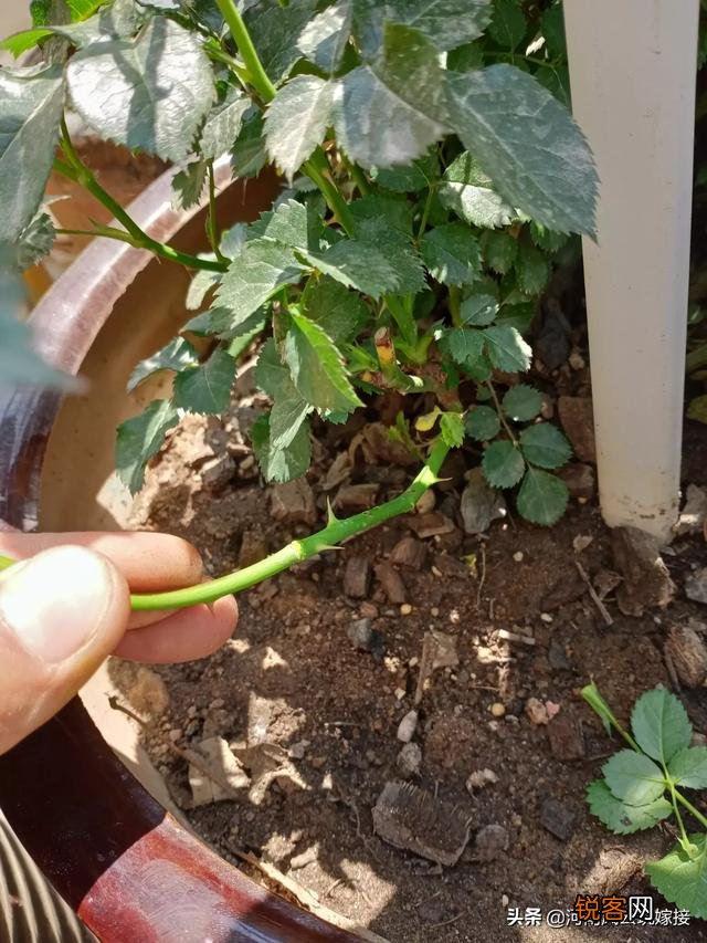 果汁阳台月季可以压枝吗？