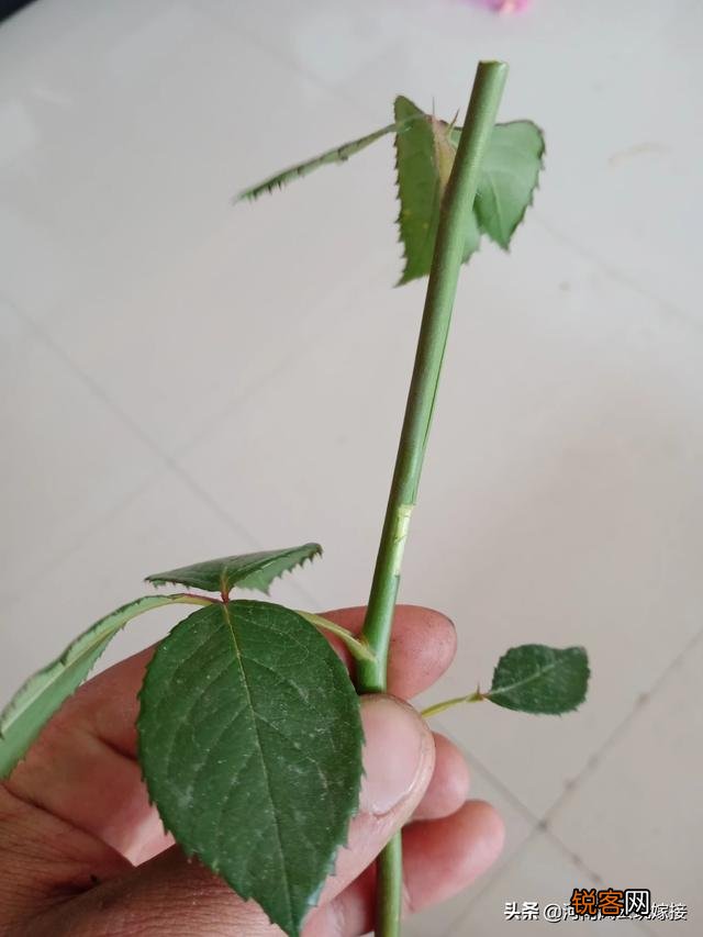 果汁阳台月季可以压枝吗？